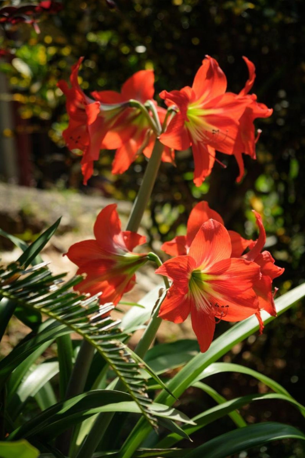Kandy Mountain Cottage Image 15